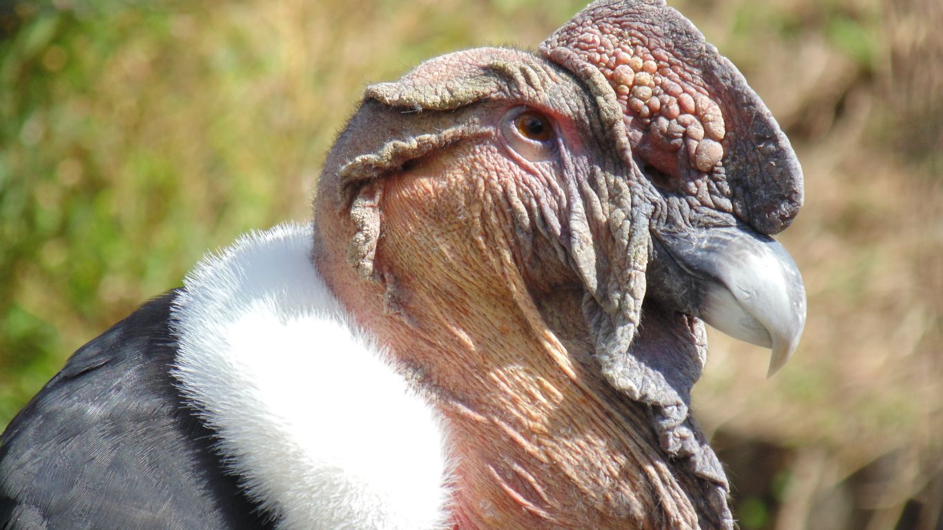 Andean Condor Day Trip