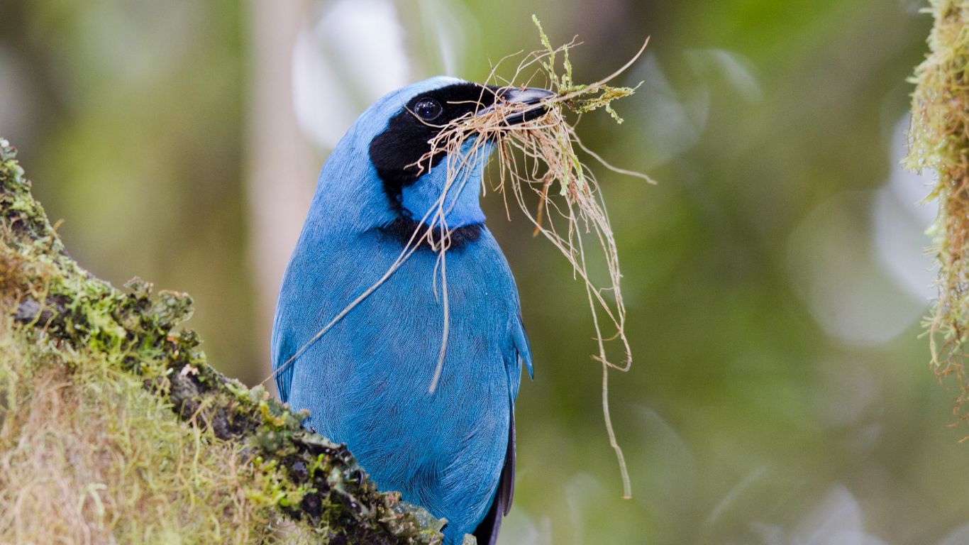 Birding Ecuador 3days