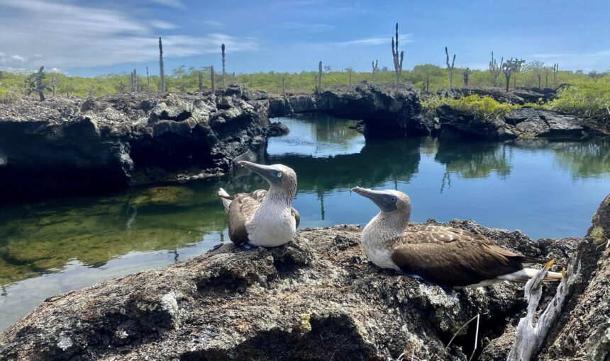 Ecuador Travel: Your Ultimate Guide to Galapagos, The Middle of the World & Beyond