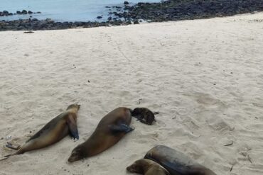 Galápagos